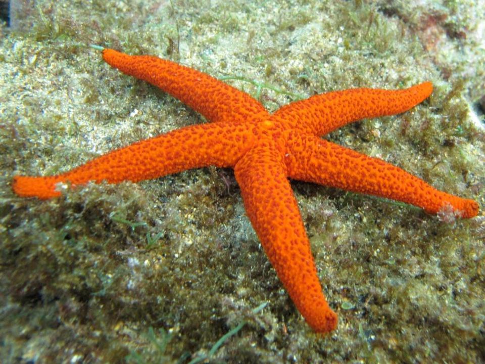La Petite Calanque Frühstückspension Marseilles